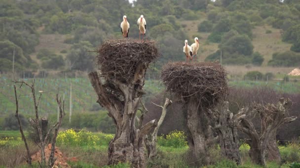 Witte ooievaars in het nest, Portugal — Stockvideo