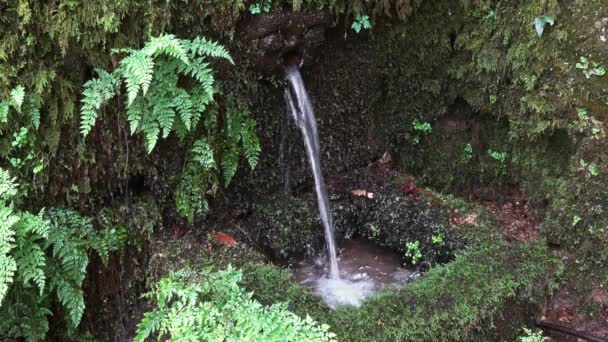 Fuente en el misterioso bosque de Bussaco Portugal — Vídeo de stock