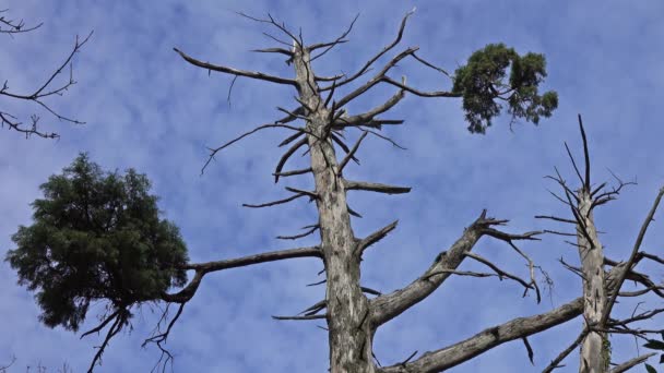 Árbol desnudo bajo el cielo azul en el bosque de Bussaco — Vídeos de Stock
