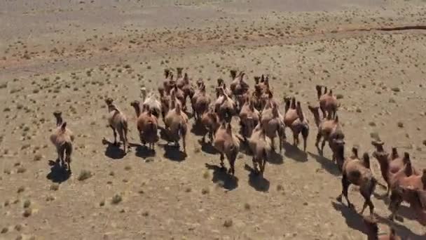 Luchtfoto van Bactrian kamelen groep in steppe — Stockvideo
