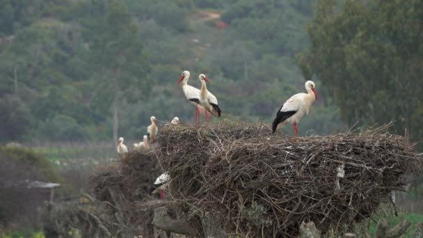 Weißstörche im Nest, portugal — Stockvideo