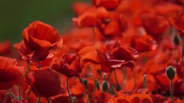 Красные маковые цветы в летнее время крупным планом — стоковое видео