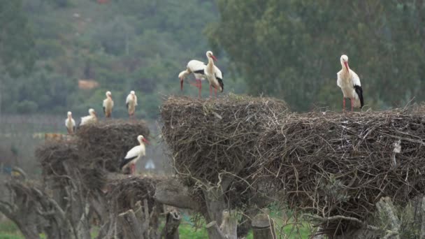 Fehér gólyák a fészekben, Portugália — Stock videók