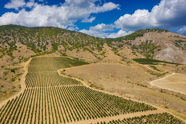Вид с воздуха на горный виноградник в Крыму — стоковое фото