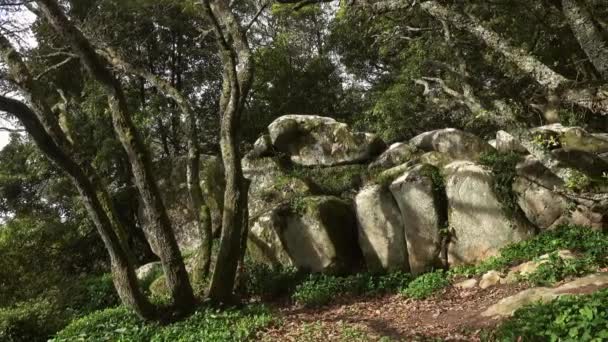 Mysterious forest in Sintra, Portugal, panorama — Stock Video