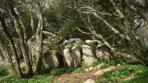 Таинственный лес в Синтре, Португалия — стоковое видео