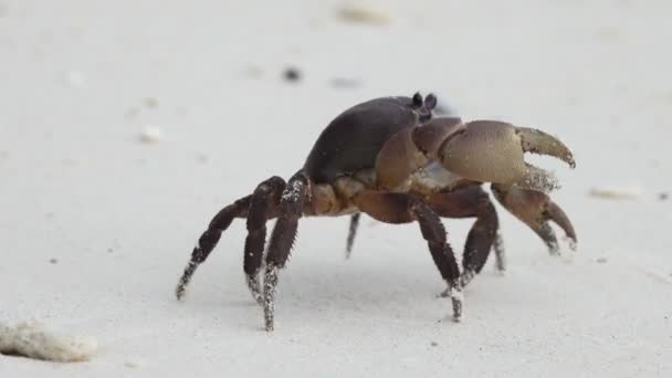 Krab se zvednutými drápy kráčející po bílé pláži — Stock video