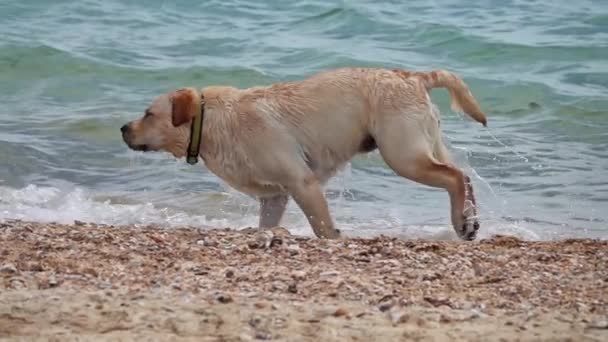 Labrador retrívr pes běh na pláži zpomalený pohyb — Stock video