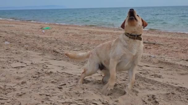 Labrador Retriever köpeği sahilde oynuyor. — Stok video