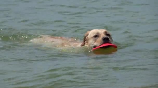 Labrador Retriever hund simmar i havet — Stockvideo