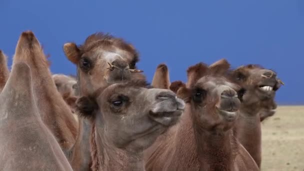 Bactrian camels portrait in steppe — Stock Video