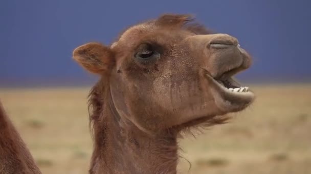 Bactrian καμήλα πορτρέτο στη στέπα — Αρχείο Βίντεο