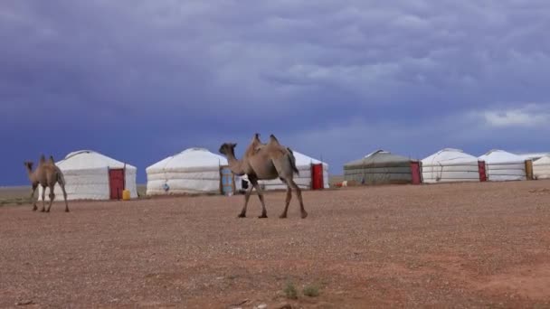 Camels and yurts in Mongolia — Stock Video