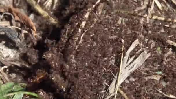 Karıncalar ormanda karınca yuvasında sürünüyor, zaman geçiyor. — Stok video