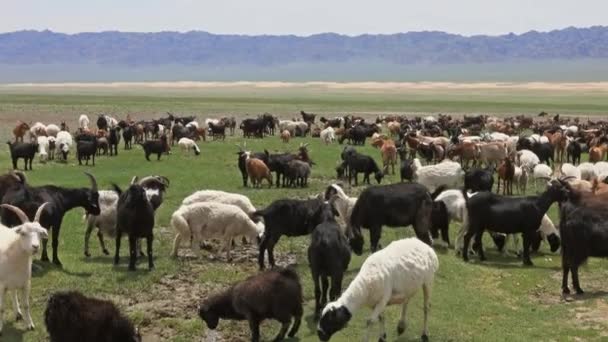 Rebaño de ovejas y cabras que pastan en el prado — Vídeo de stock