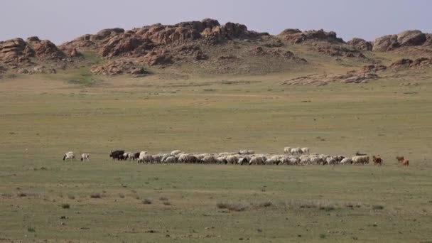 Rebaño de ovejas y cabras que pastan en el prado — Vídeos de Stock