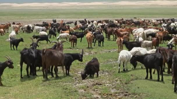 Kudde schapen en geiten grazen op weide — Stockvideo