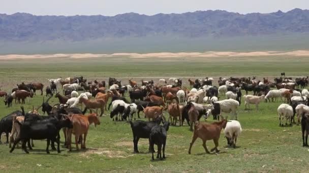 Rebaño de ovejas y cabras que pastan en el prado — Vídeo de stock