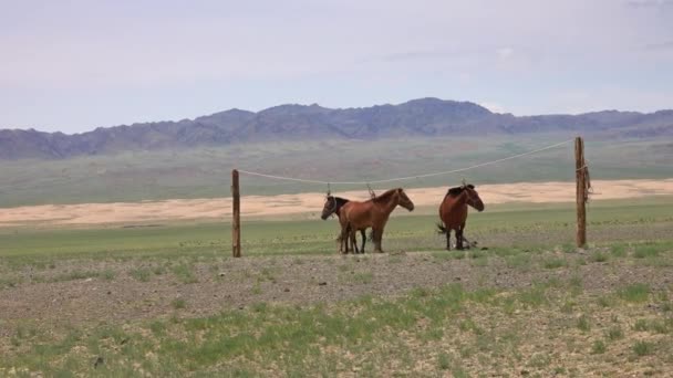 Chevaux mongoles attachés sur un support de corde — Video