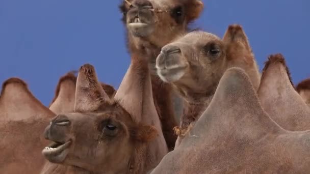 Bactrian camels portrait in steppe — Stock Video