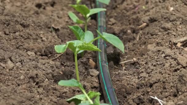 Zöldség az üvegházhatást okozó csepegtető öntözés — Stock videók
