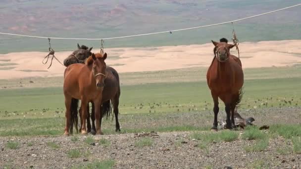 Mongolische Pferde an Seilhalter gebunden — Stockvideo