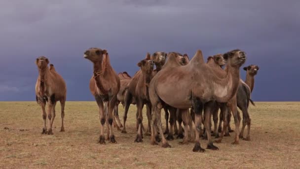 Gruppenkamele in Steppe und Gewitterhimmel — Stockvideo