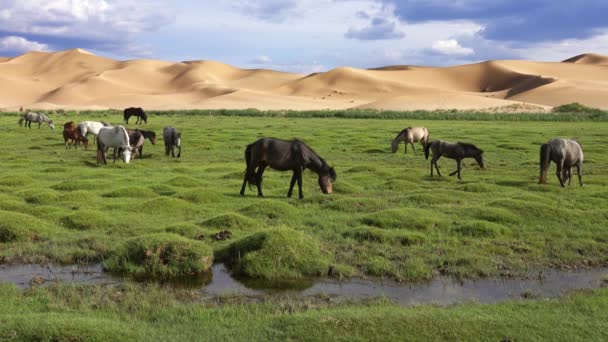 Koně jedí trávu v poušti Gobi — Stock video