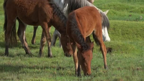 Hästar med föl bete på stäppen — Stockvideo