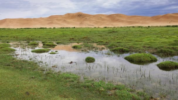 Hierba verde y pequeño río frente a dunas de arena — Vídeos de Stock