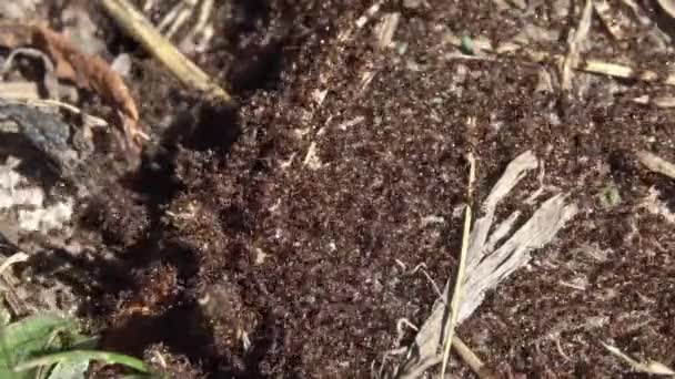 Mieren kruipen op mierenhoop in bossen — Stockvideo