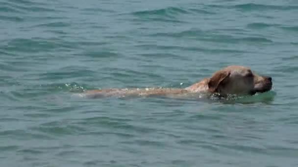 拉布拉多寻回犬在海里游泳 — 图库视频影像