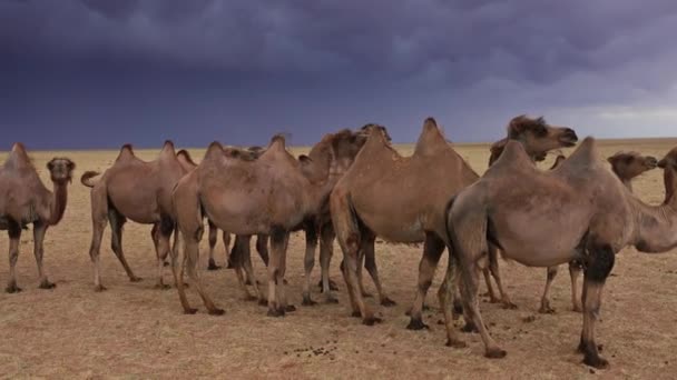 Group camels in steppe under storm clouds sky — Stock Video