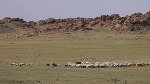 Стадо овец и коз пасущихся — стоковое видео