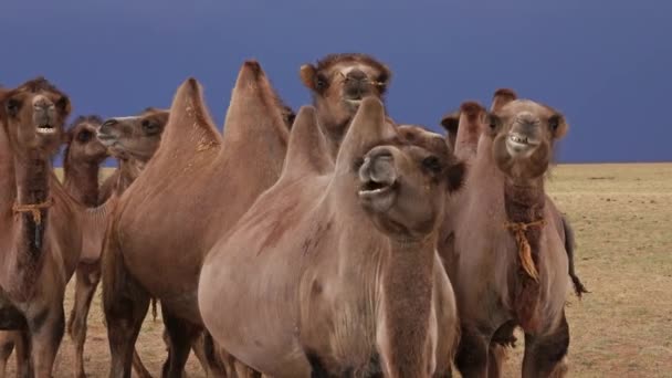Groep kamelen in steppe onder storm wolken hemel — Stockvideo