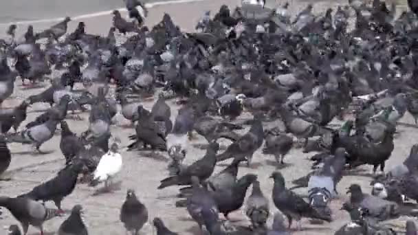 Vista de muchas palomas en el suelo — Vídeos de Stock