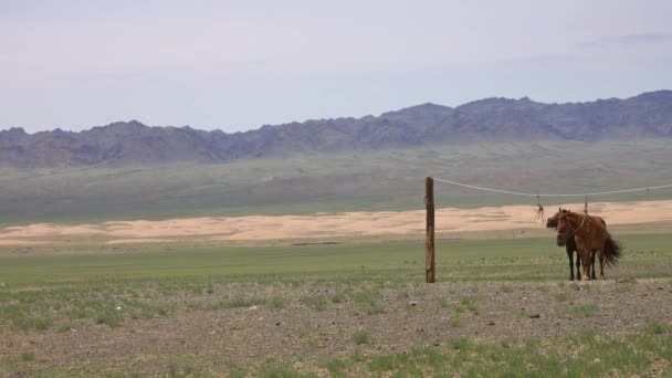 Konie mongolskie związane na uchwycie liny — Wideo stockowe