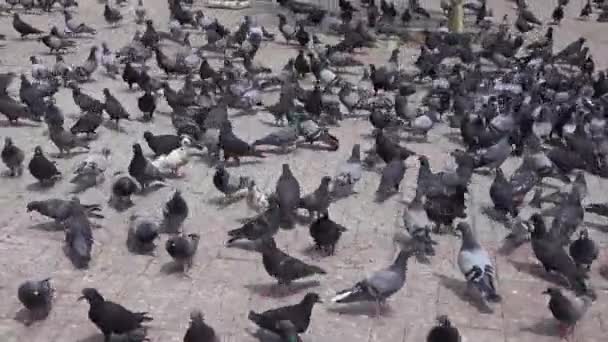 Vista de muitos pombos no chão — Vídeo de Stock