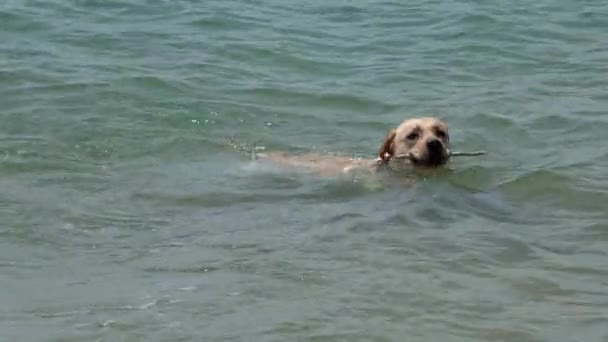 Labrador Retriever cane che nuota nel mare — Video Stock