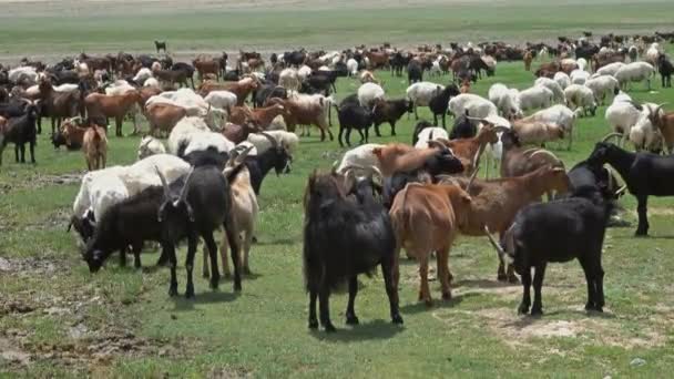 Stádo ovcí a koz pasoucí se — Stock video