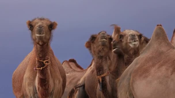 Бактрийский портрет верблюдов в степи Монголии — стоковое видео