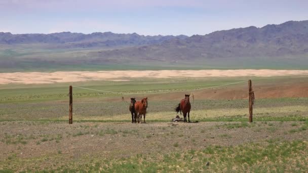 Mongoolse paarden vastgebonden op touwhouder — Stockvideo