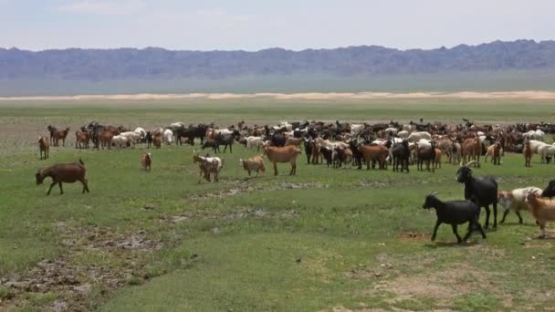 Ovejas y cabras saltando en el campo del prado — Vídeo de stock