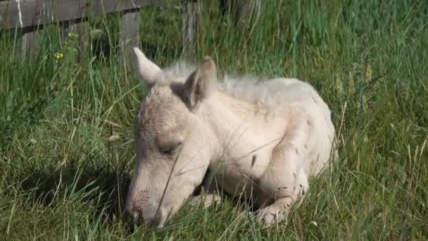 Foal yang baru lahir tertidur tergeletak di rumput — Stok Video