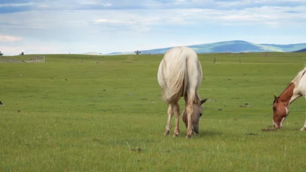 蒙古的山地牧场上放牧的马 — 图库视频影像