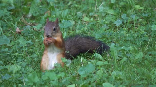 Squirrel with nut in summer park — Stock Video