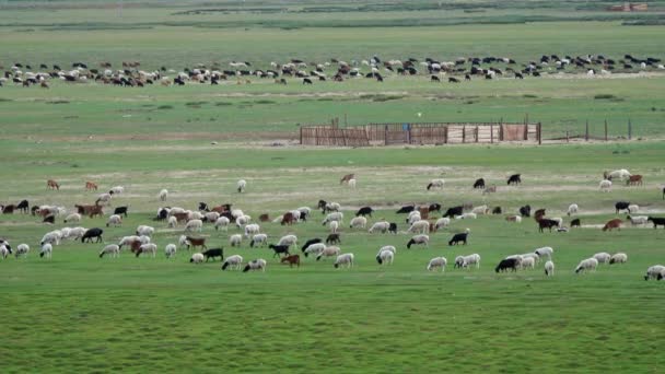 Rebaño de ovejas y cabras que pastan en el prado — Vídeos de Stock