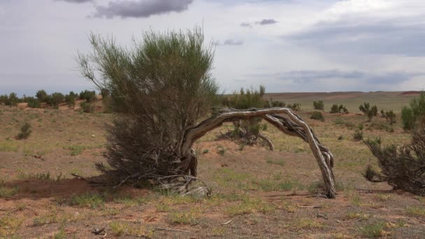 Bizarrely curved trees in saxaul forest — Stok video