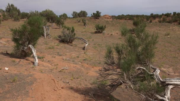 Alberi bizzarri ricurvi nella foresta di saxaul — Video Stock