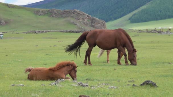 Weidende Pferde auf Bergweiden in der Mongolei — Stockvideo